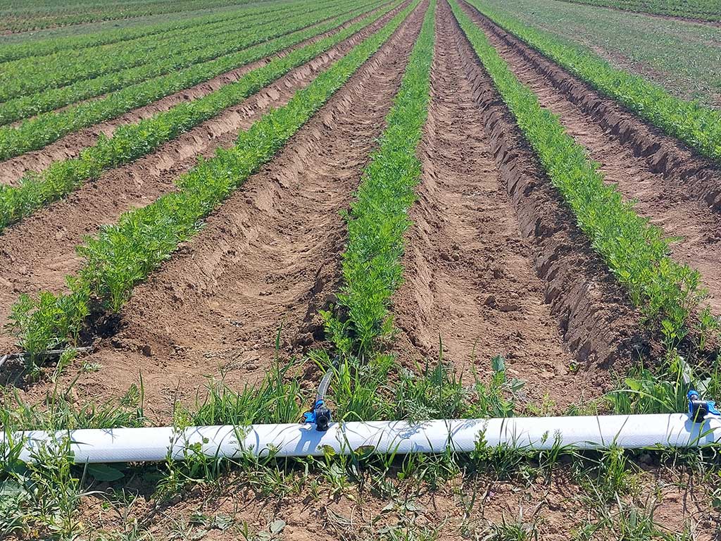 Eine weiße Verteileitung liegt vor einen Feld mit kleinen Dämmen auf welchen Möhrenpflanzen wachsen. In den Dämmen sind schwarze Tropfleitungen vergraben.