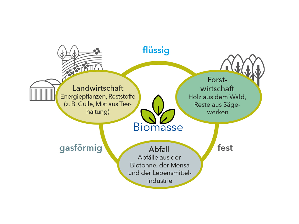 Grafik: Biomasse