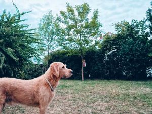 Hund im Garten: Der Hund steht links vorne mit Blick in den Garten. Der Garten besteht aus viel, teils trockener Wiese und ist mit grünen Hecken und Bäumen umfasst. Der Himmel ist blau und leicht bewölkt.
