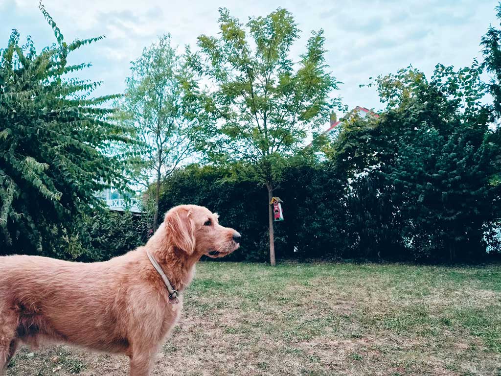 Hund im Garten: Der Hund steht links vorne mit Blick in den Garten. Der Garten besteht aus viel, teils trockener Wiese und ist mit grünen Hecken und Bäumen umfasst. Der Himmel ist blau und leicht bewölkt.