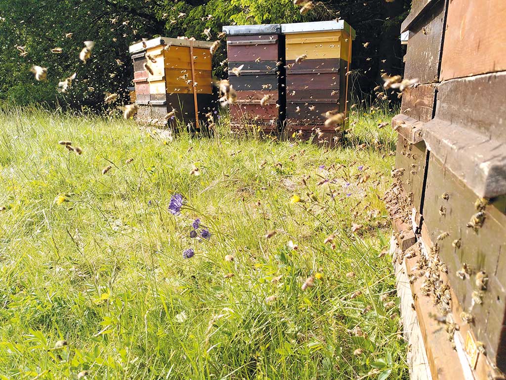 mehrere Bienenkästen mit hreumfliegenden Bienen auf einer blühenden Sommerwiese