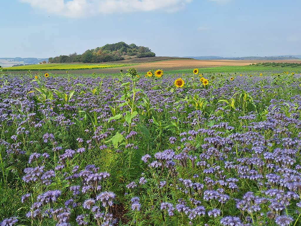 landwirtschaftliche Fläche mit lila blühenden Phacelia-Pflanzen und Sonnenblumen, im Hintergrund hügelige Landschaft