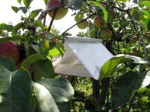 Pheromonfalle hängt in einem Apfelbaum mit reifen Äpfeln