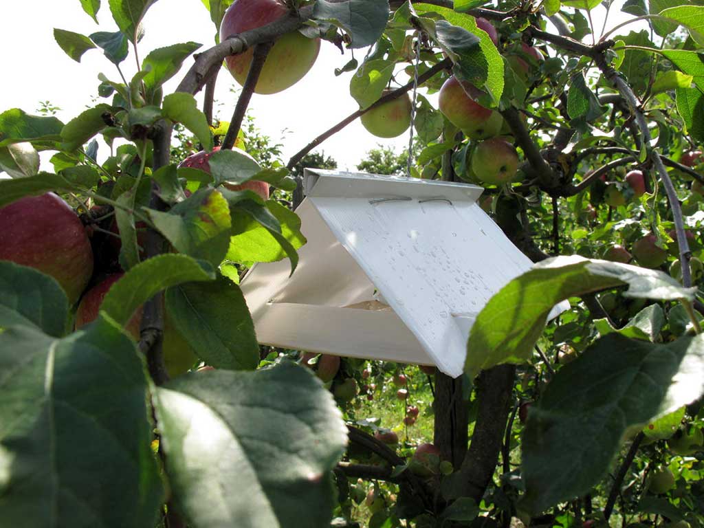 Pheromonfalle hängt in einem Apfelbaum mit reifen Äpfeln