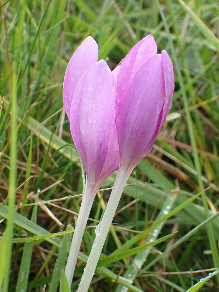 Auf dem Bild ist die violette Blüte einer Herbstzeitlosen-Pflanze zu sehen.