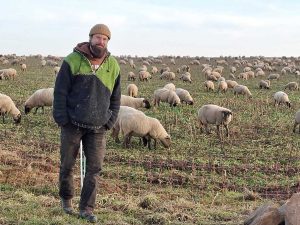 Schäfer vor Schafherde, die eingezäunt auf einem Acker mit lockerem Zwischenfruchtbestand grast