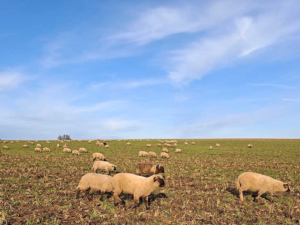 Herde von Schaflämmern bei gutem Wetter weit verteilt auf einer sehr großen Zwischenfruchtweide.