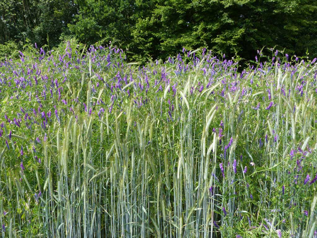 Ein aufgelockerter hoher Bestand an Roggenpflanzen in voller Ähre mit typisch silbrig-grauer Färbung, dazwischen reichlich blau-violett blühende Winterwicken.