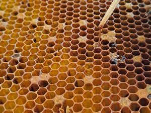 Mit einem Streichholz wurde ein bräunlicher Faden aus einer Brutzelle einer Bienenwabe gezogen. In einigen Zellen sind dunkle Schorfe zu erkennen.