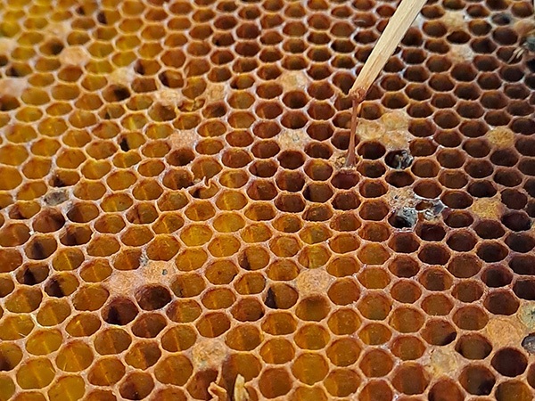 Mit einem Streichholz wurde ein bräunlicher Faden aus einer Brutzelle einer Bienenwabe gezogen. In einigen Zellen sind dunkle Schorfe zu erkennen.