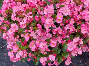 Rosa blühende Begonie in einer Grabschale
