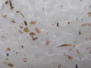 Drei adulte Tiere der Raubmilbenart Hypoaspis miles befinden sich auf weißem Grund. Die Raubmilben sind rötlich braun gefärbt.