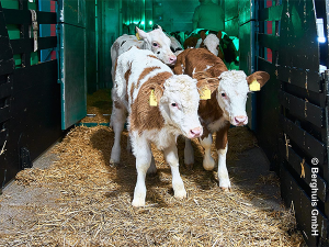 Kälber in einem Tiertransporter