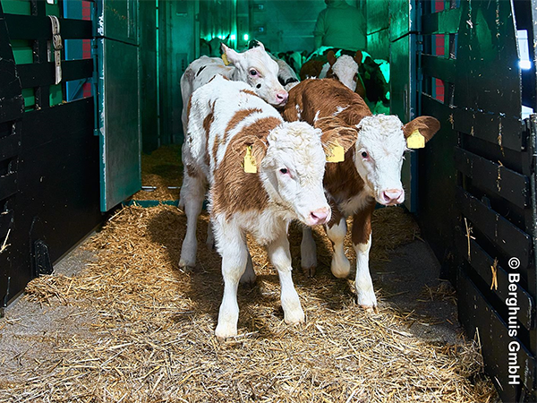 Kälber in einem Tiertransporter