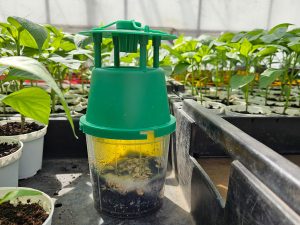 Trichterfalle mit transparentem Topf und grünem Deckel. In der Falle sind sich Substrat, Haferflocken, weißes Pilzmyzel und eine Gelbtafel im Hintergrunfd zu sehen. Die Falle steht auf einem Kulturtisch zwischen Gemüsejungpflanzen.