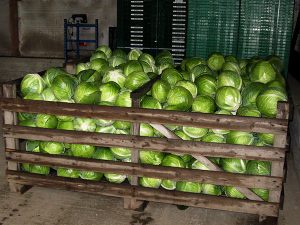 Zwei große Holzkisten mit Weißkohl in einem Lagerraum
