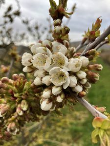 Nahaufnahme Kirschblüten