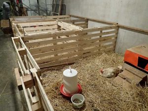Genesungsboxen in einem Hühnerstall