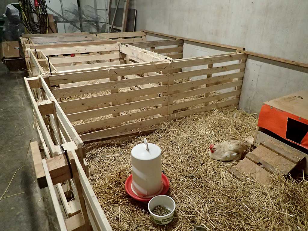Genesungsboxen in einem Hühnerstall