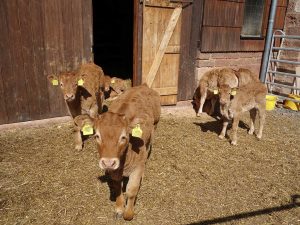 4 braune Kälber stehen vor einem Stall