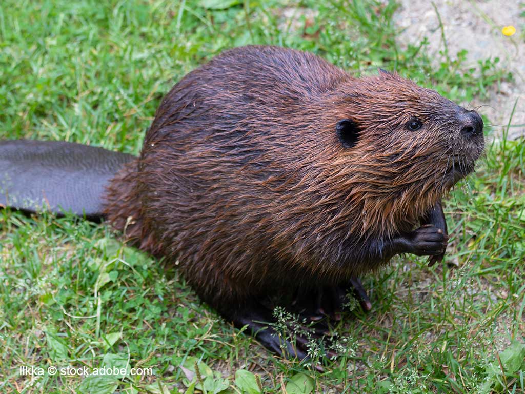 Biber auf einer Grasfläche