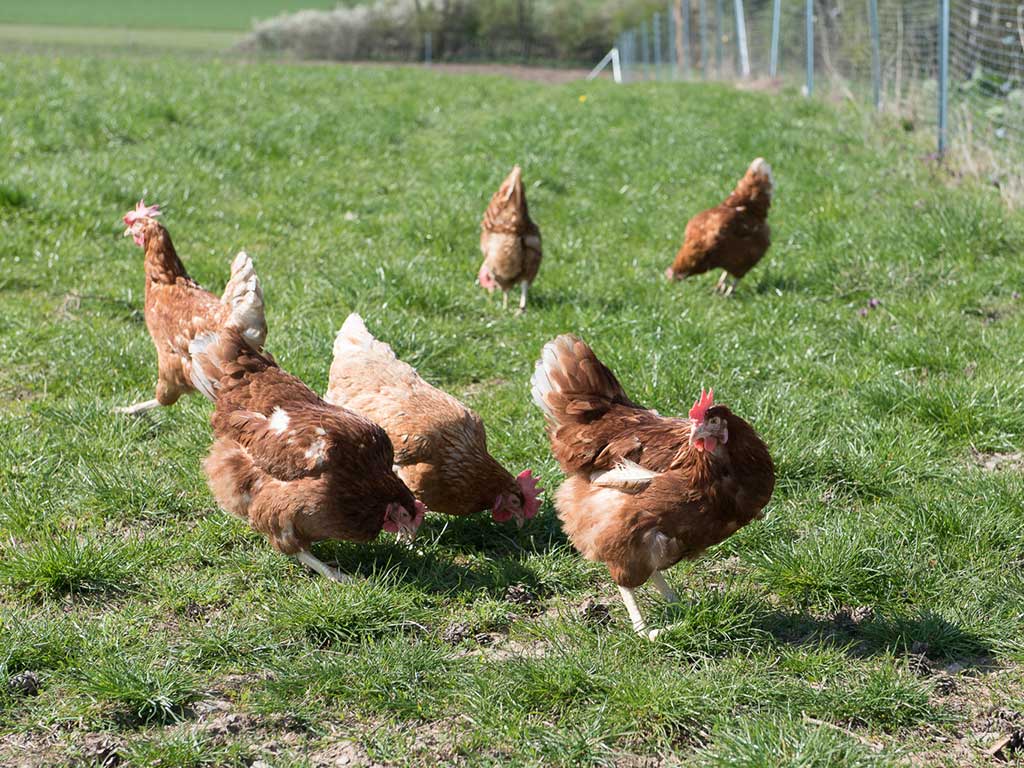 braune Hühner auf einer Wiese in Freilandhaltung