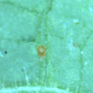 orange gefärbte Raubmilbe Phytoseiulus persimilis in Großaufnahme auf einem grünen Blattausschnitt
