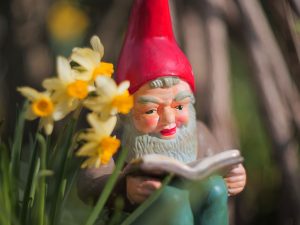 Lesender Gartenzwerg zwischen Narzissen