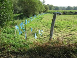 Zaun, an dem in engem Abstand blaue Lappen befestigt sind; im Hintergrund ist ein Maisfeld, links sind Bäume.