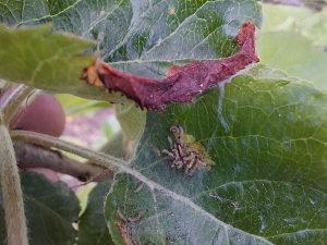 Blatt eines Apfelbaumes mit Räupchen der Apfelbaumgespinstmotte; die beginnende Gespinstbildung ist zu erkennen