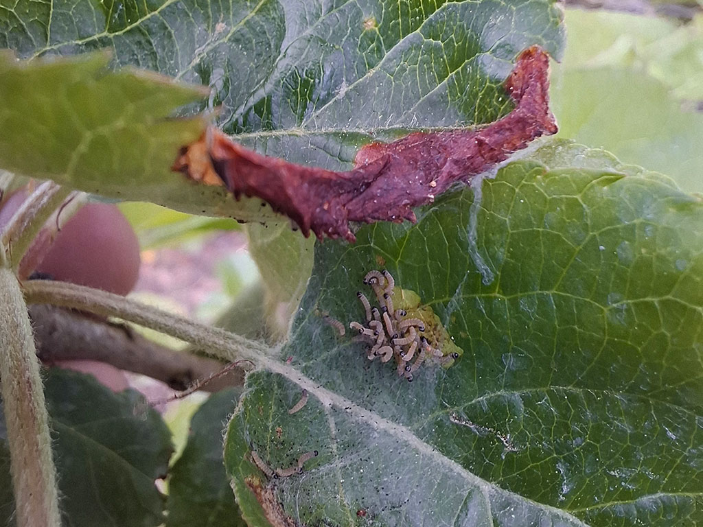 Blatt eines Apfelbaumes mit Räupchen der Apfelbaumgespinstmotte; die beginnende Gespinstbildung ist zu erkennen