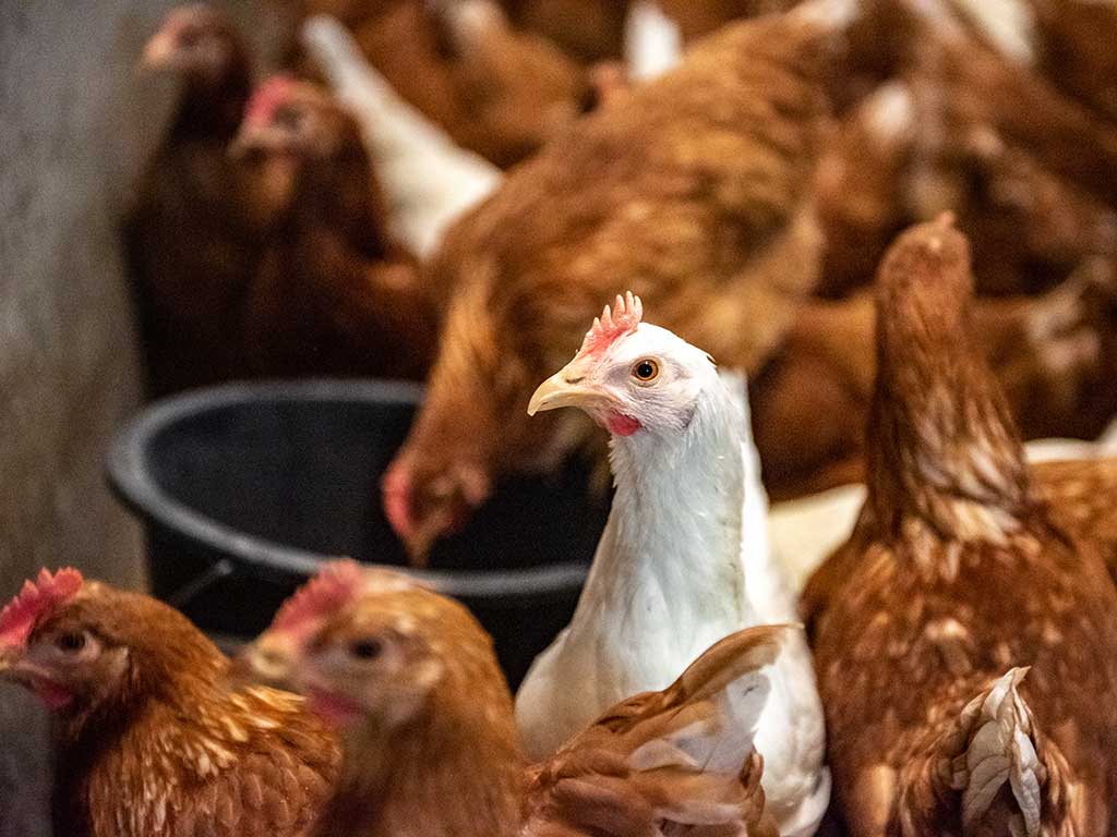 braune und ein weißes Huhn im Stall; im Hintergrund ein Futterbehälter