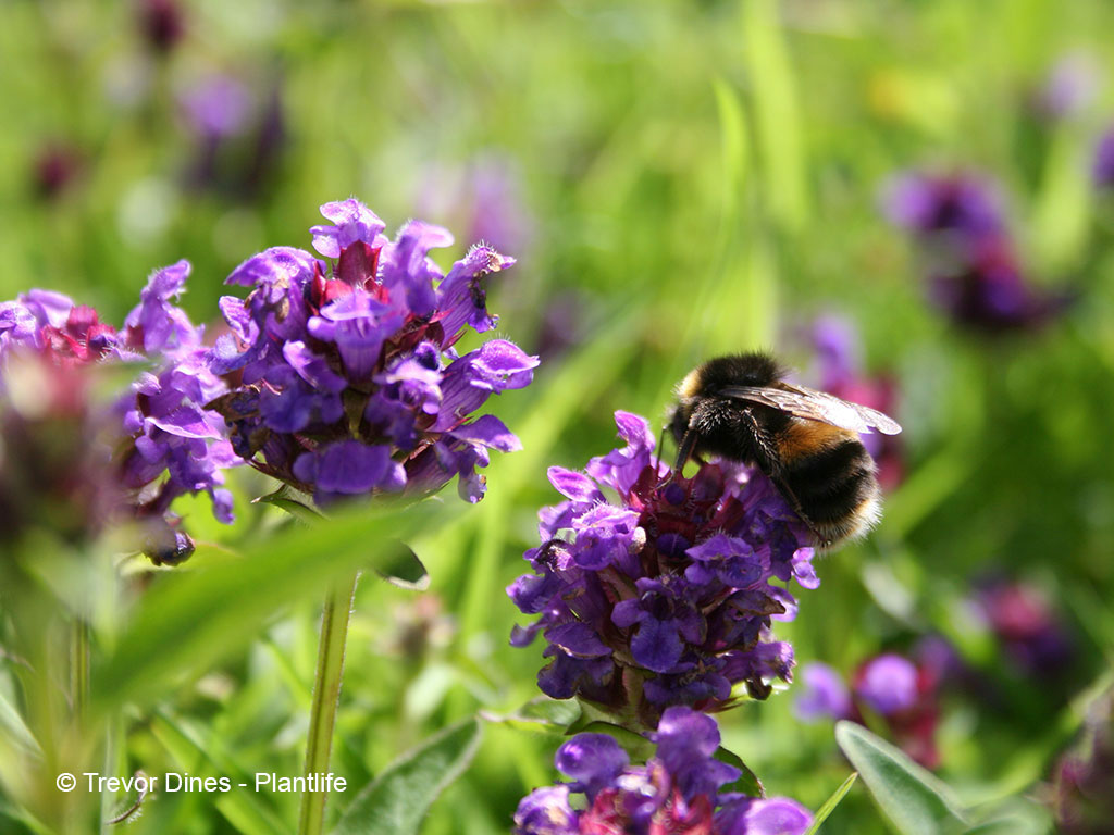 lila Braunellenblüten mit einer Hummel