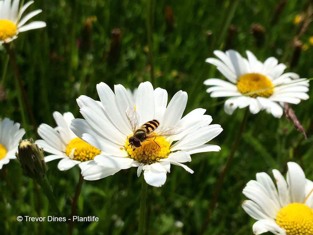 weiße Margertienblüten mit einer Schwebfliege