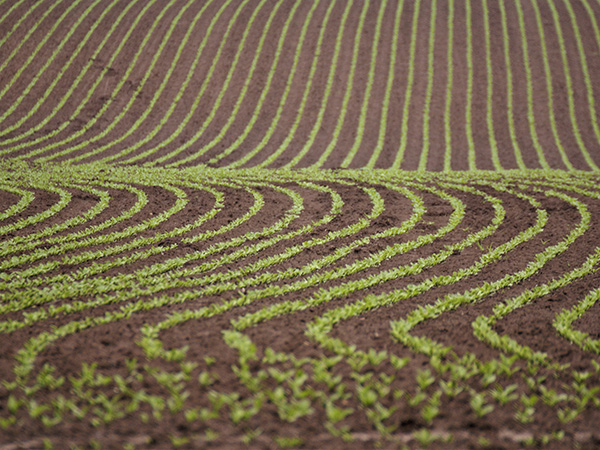 Junge Rüben in einem Feld