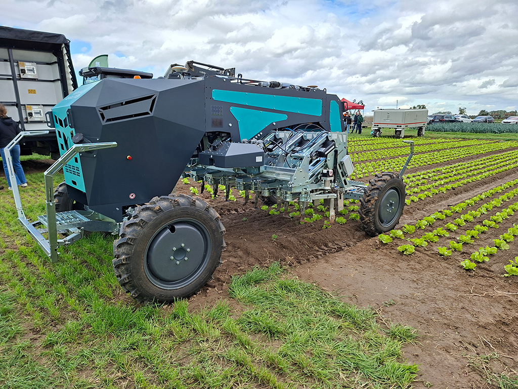 Ein Hackroboter steht auf einem Feld mit Kopfsalatpflanzen auf einem Feldtag