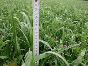 Zollstock im Feld mit Ackerfutter: Das Welsche Weidelgras hat eine Wuchshöhe von 45 cm erreicht, Zottelwicke und Inkarnatklee blühen noch nicht.