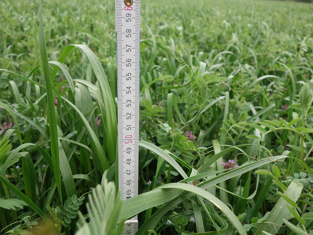 Zollstock im Feld mit Ackerfutter: Das Welsche Weidelgras hat eine Wuchshöhe von 45 cm erreicht, Zottelwicke und Inkarnatklee blühen noch nicht.