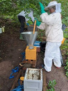 Eine Imkerin fegt Bienen von Waben in einen Kunstschwarmkasten.