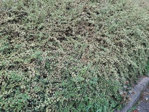 Eine mit Cotoneaster dammeri begrünte Böschung im Sommer 2025: Die Anpflanzung erscheint strumpfgrün-gelblich.