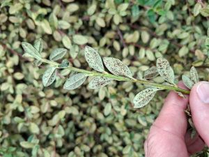 Unterseite eines Cotoneaster dammeri-Triebes: Die Blattunterseiten sind mit braun-schwarzen Sprenkeln und Kottröpfchen übersät.