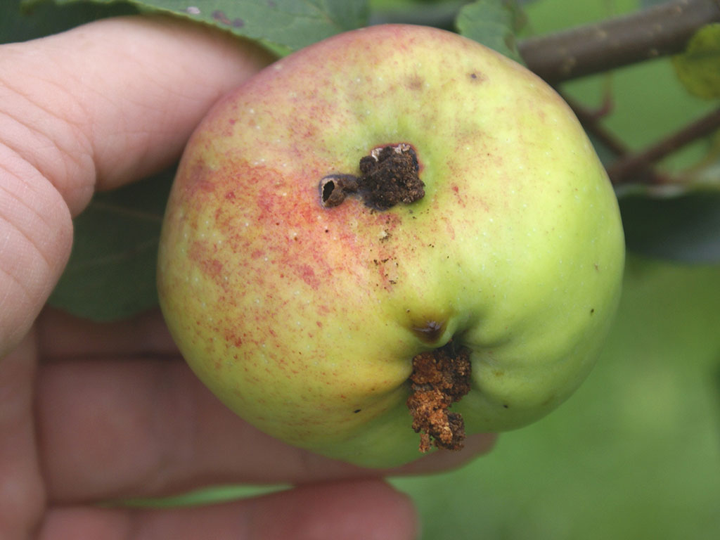 Eine Hand, die einen grün-roten Apfel in die Kamera hält. Der Apfel hängt noch am Baum, im Hintergrund sind der Ast und Blätter zu sehen. Der Apfel hat in der Mitte einen Schaden, einen großen braunen Punkt bestehend aus vielen kleinen Kotkrümeln. Unten aus dem Apfel kommen braune Krümel.