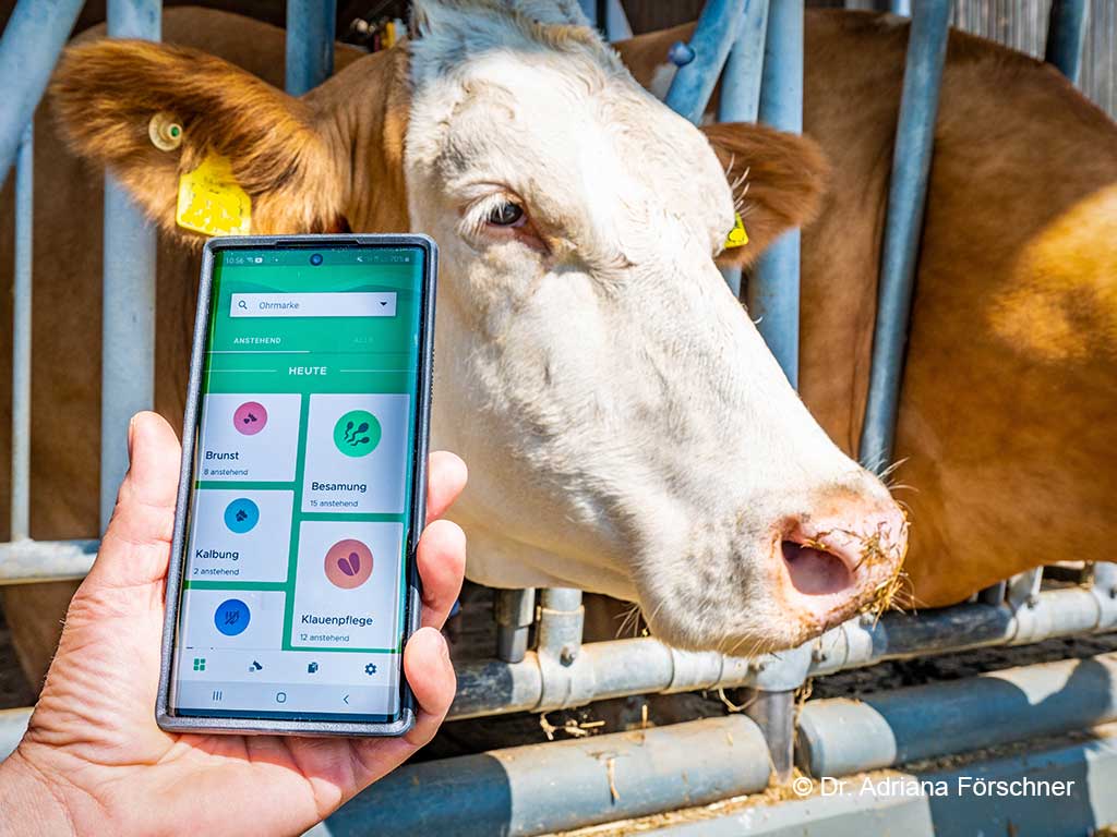 Kuhkopf im Fressgitter im Zentrum des Bildes. Von unten rechts kommend ist eine, ein Smartphone haltende Hand zu sehen. Auf dem Bildschirm ist die Startseite eines Herdenmanagementprogramms zu sehen. © Dr. Adriana Förschner