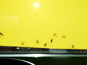 Auf dem Foto ist eine Gelbtafel in Nahaufnahme mit einigen daran klebenden Trauermücken zu sehen.