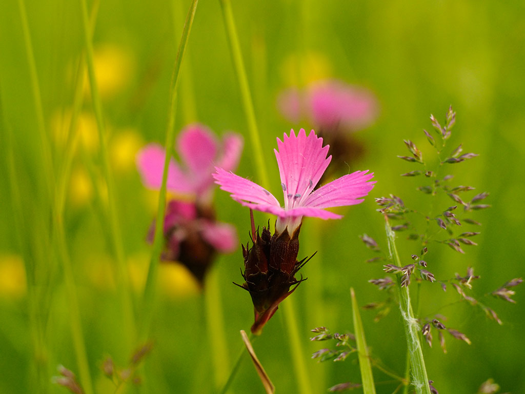 Das Foto zeigt eine Kartäusernelke in einer Blumenwiese.