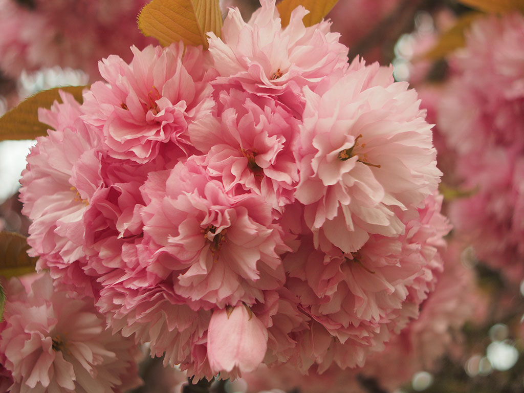 rosa Blüte japanischer Zierkirschen am Baum