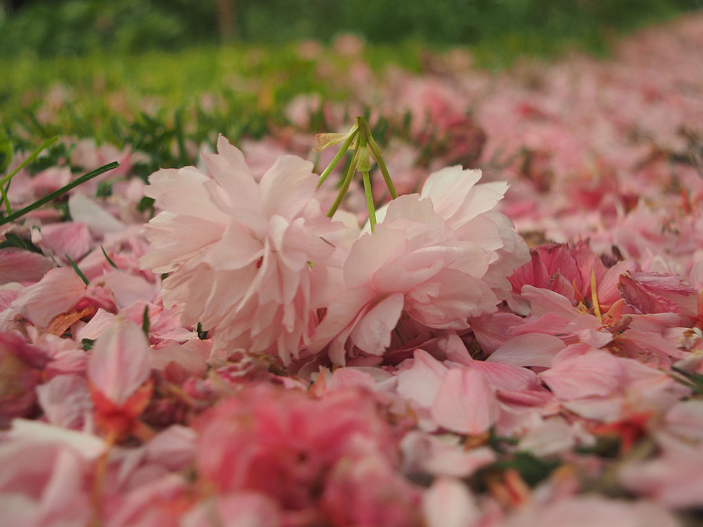 rosa Blüte japanischer Zierkirschen nach dem Blütenfall
