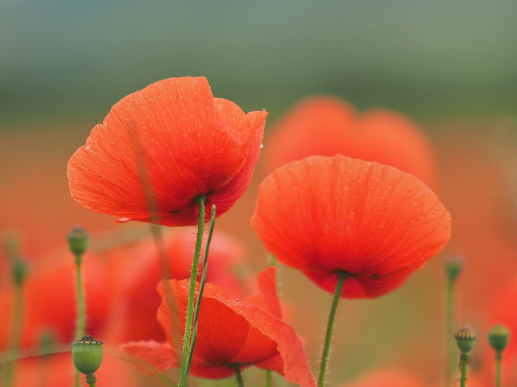 Das Bild zeigt rote Klatschmohnblüten in einem Mohnfeld.