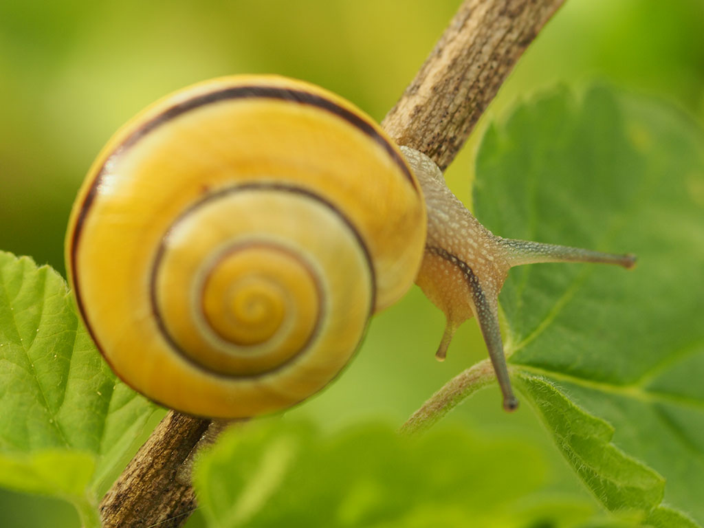 Das Foto zeigt eine gelbe Gartenschnecke. Aufgrund zu kleiner Blendeneinstellung sind zwar Kopf und Fühler scharf, aber nicht das Schneckenhaus.