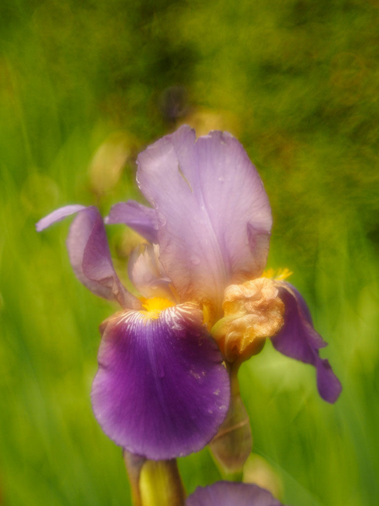 Lila Schwertlilienblüte mit Bildfehlern (Bildeffekten) wir Verwischungen